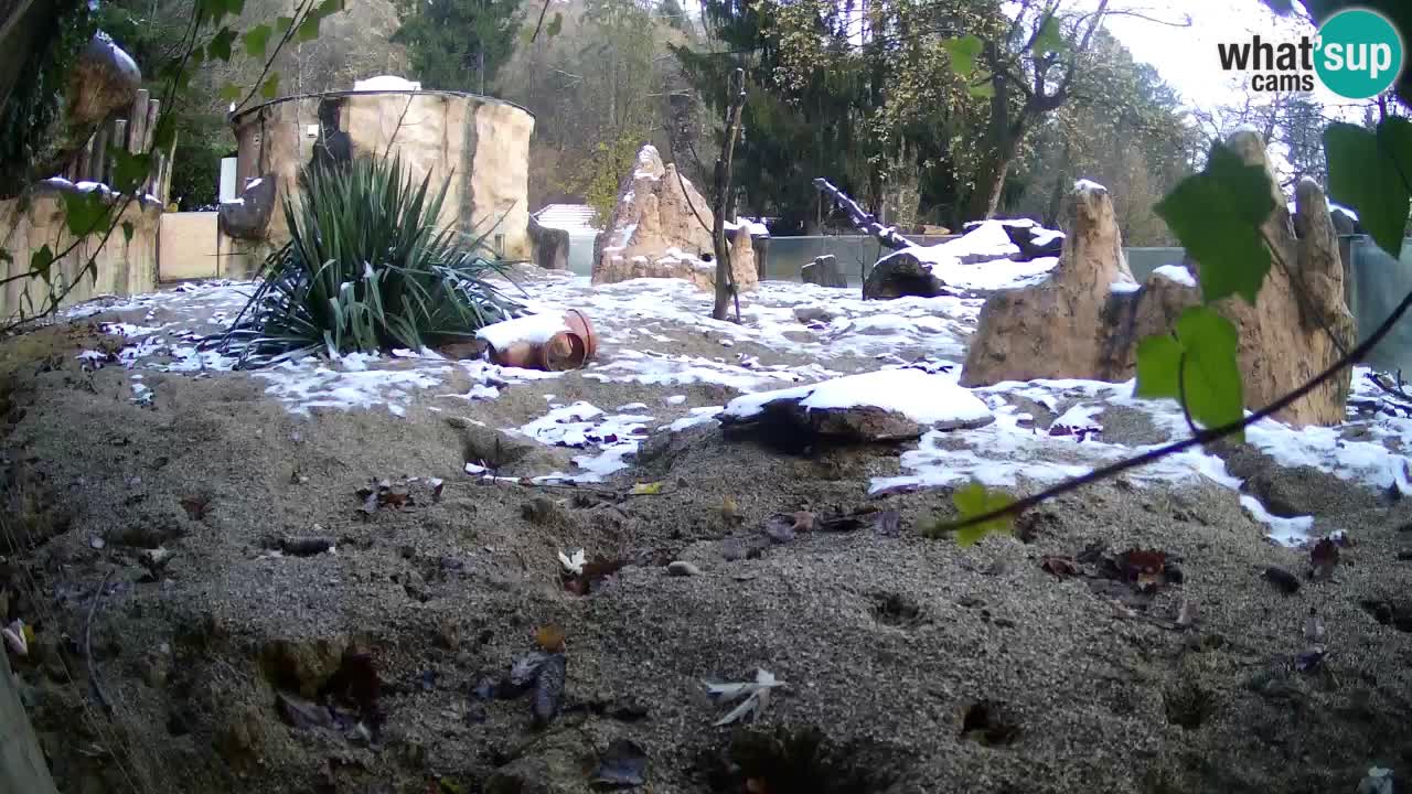 Live cam Zoo Ljubljana – Erdmännchen