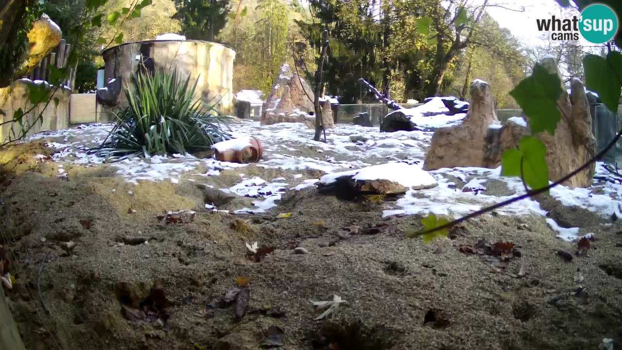 Webcam live Zoo Ljubljana – Suricata