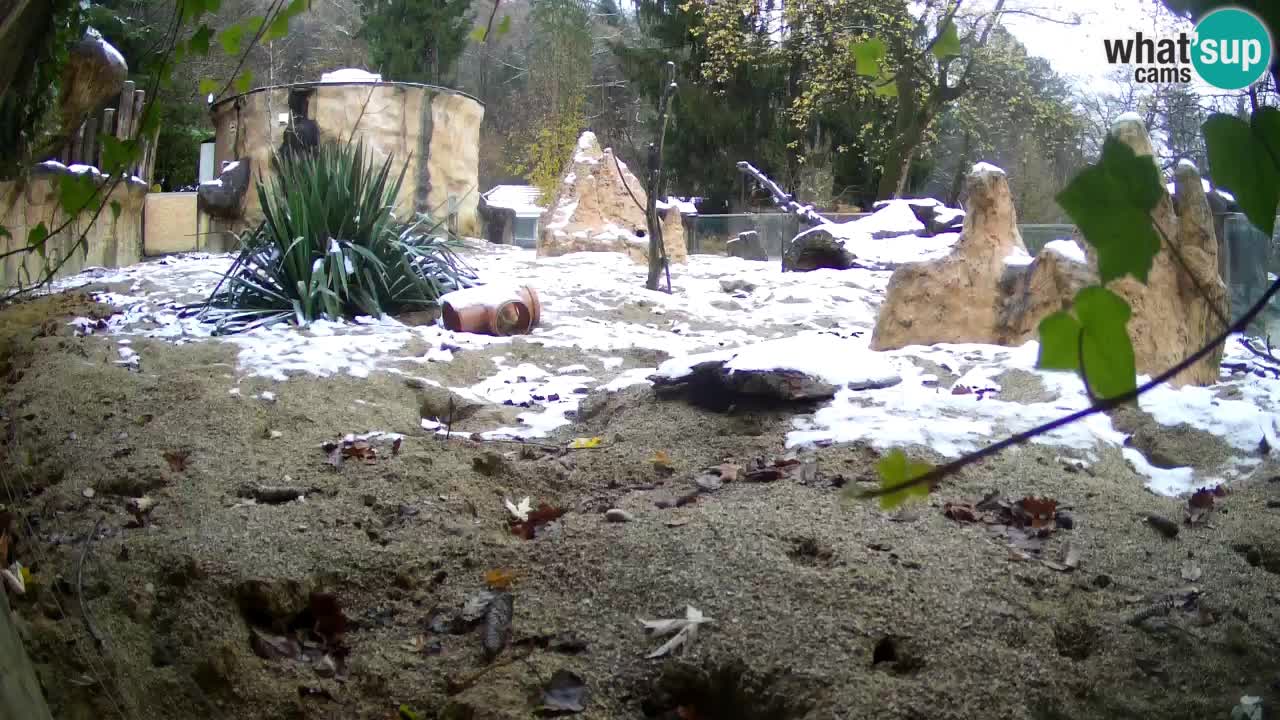 Live cam Zoo Ljubljana – Erdmännchen