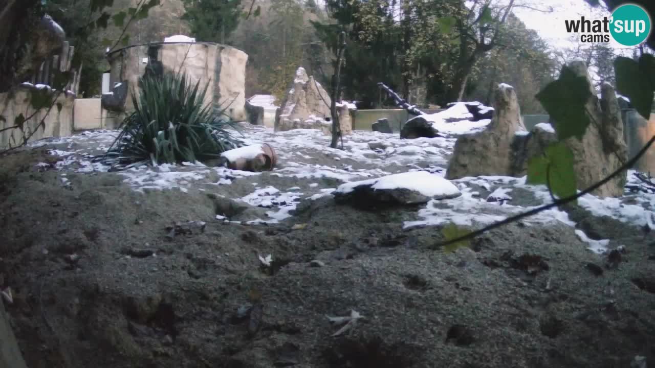 Webcam live Zoo Ljubljana – Suricata