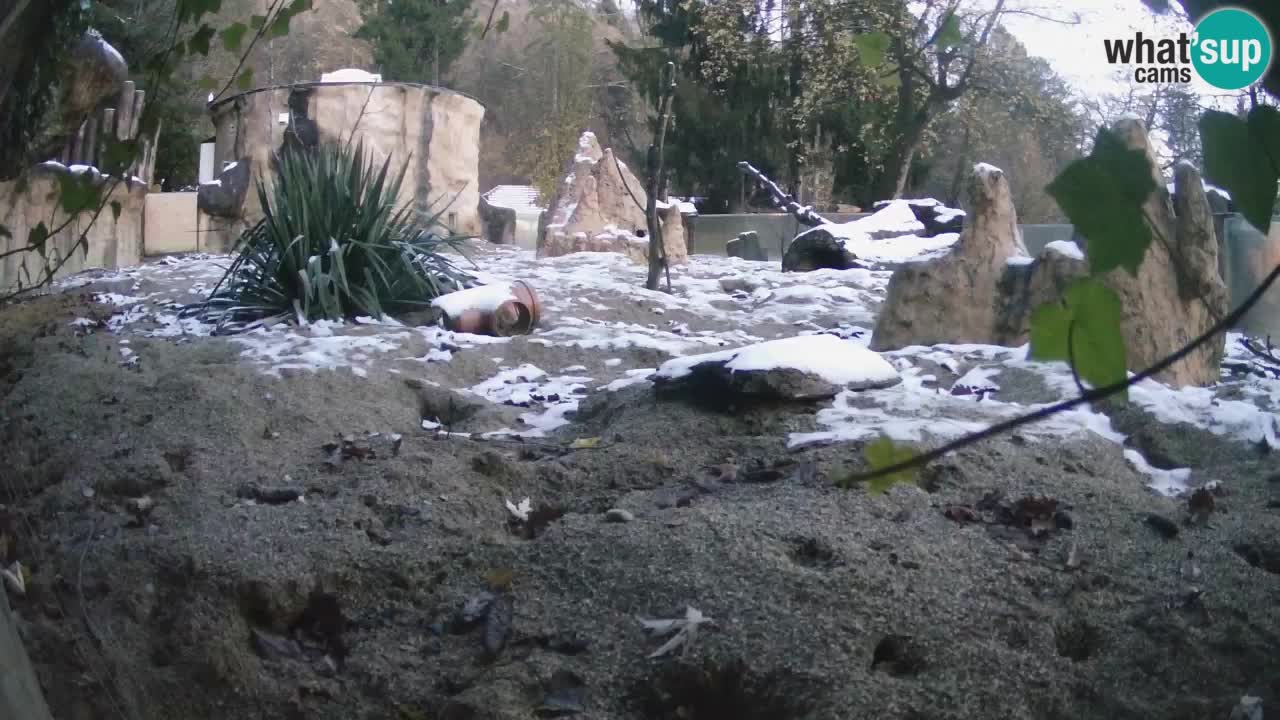 Zoo Ljubljana – Meerkat (Suricata)