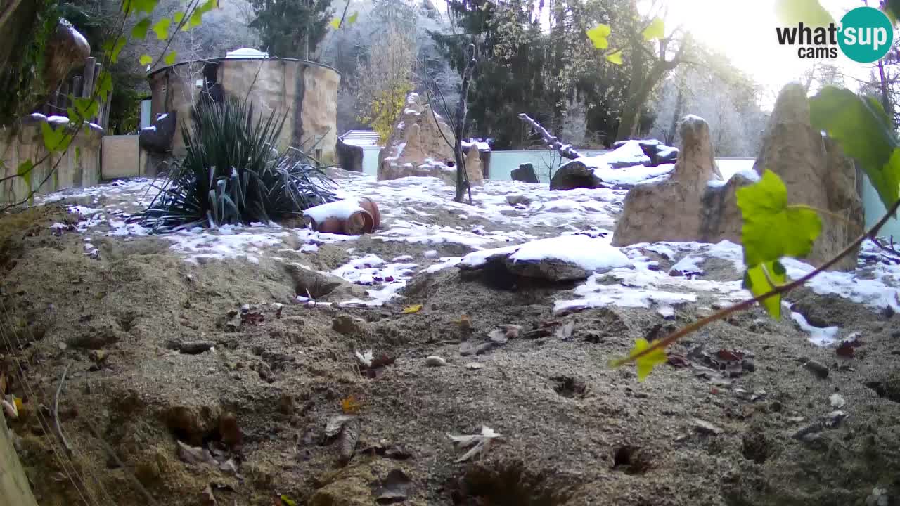 Zoo Ljubljana – Meerkat (Suricata)