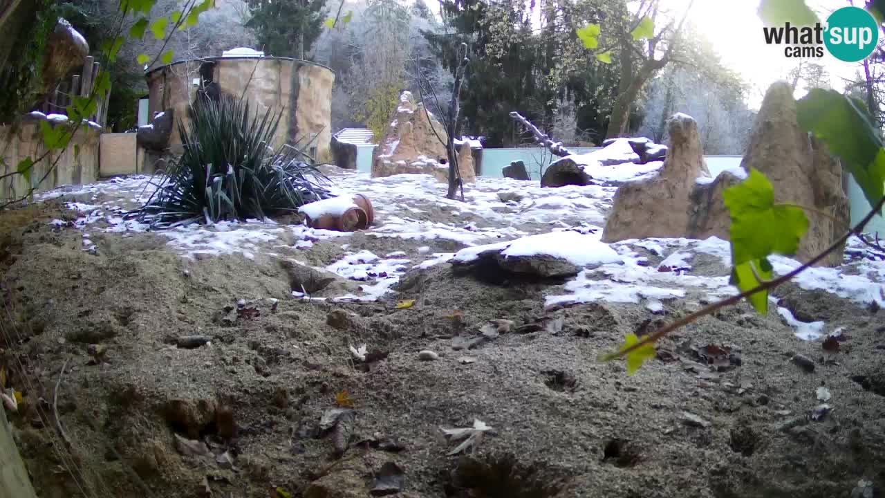 Webcam live Zoo Ljubljana – Suricata