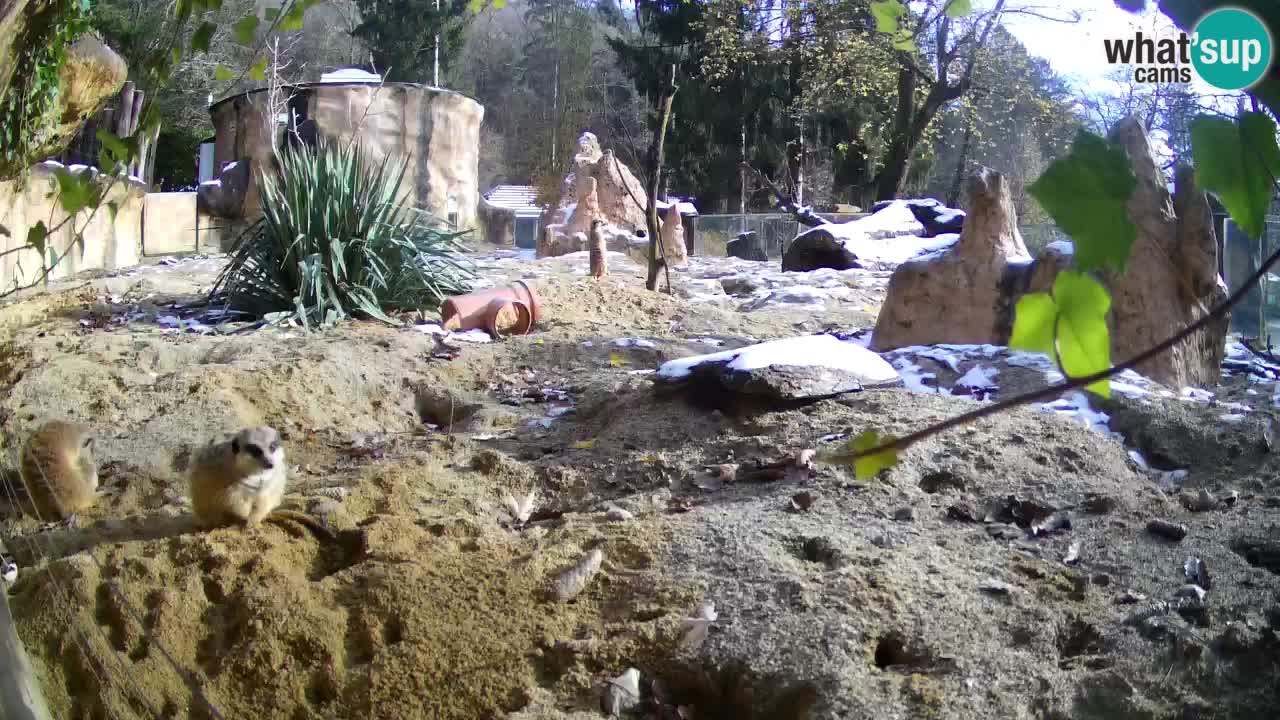 Live cam Zoo Ljubljana – Erdmännchen