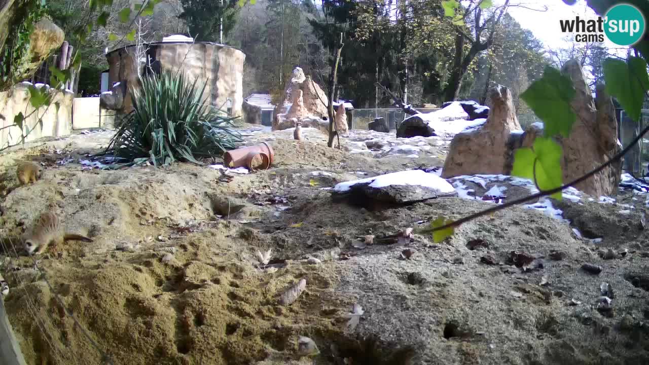 Webcam live Zoo Ljubljana – Suricata