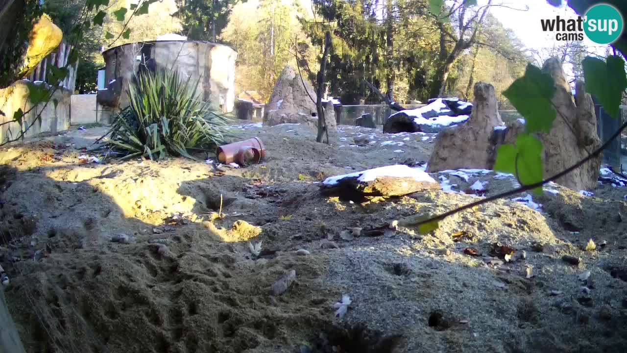 Zoo Ljubljana – Meerkat (Suricata)