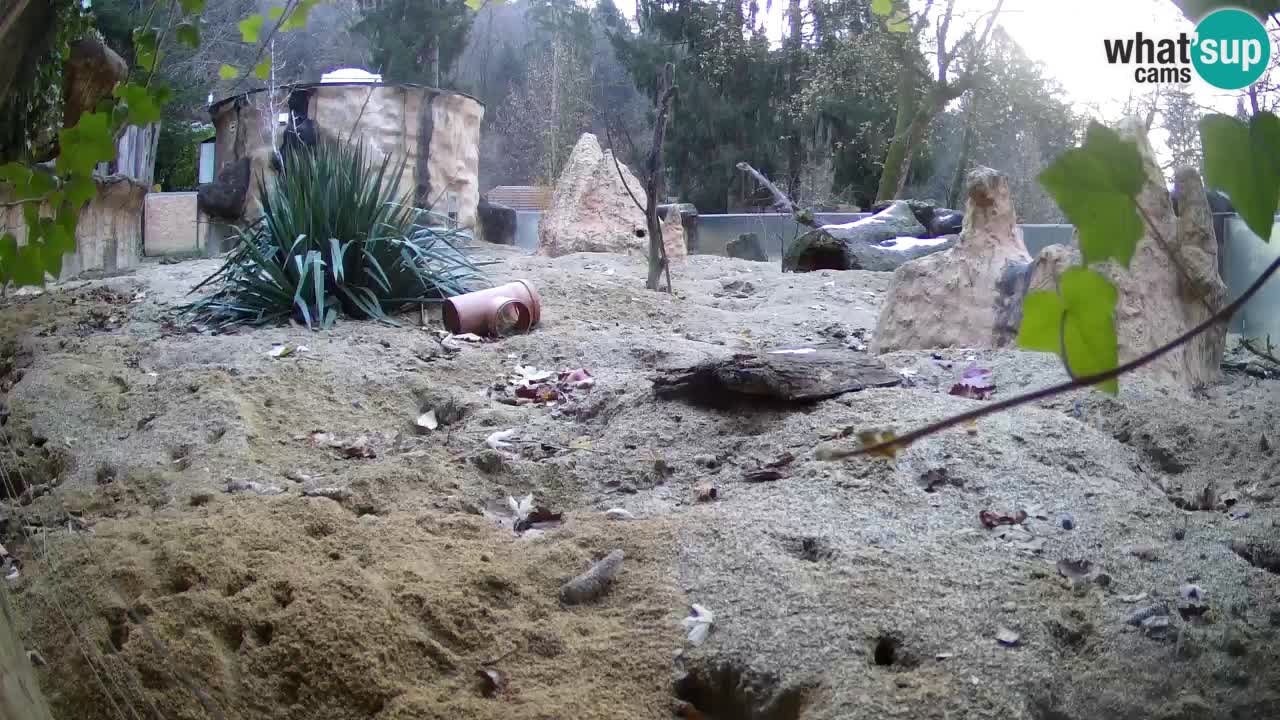 Zoo Ljubljana – Meerkat (Suricata)