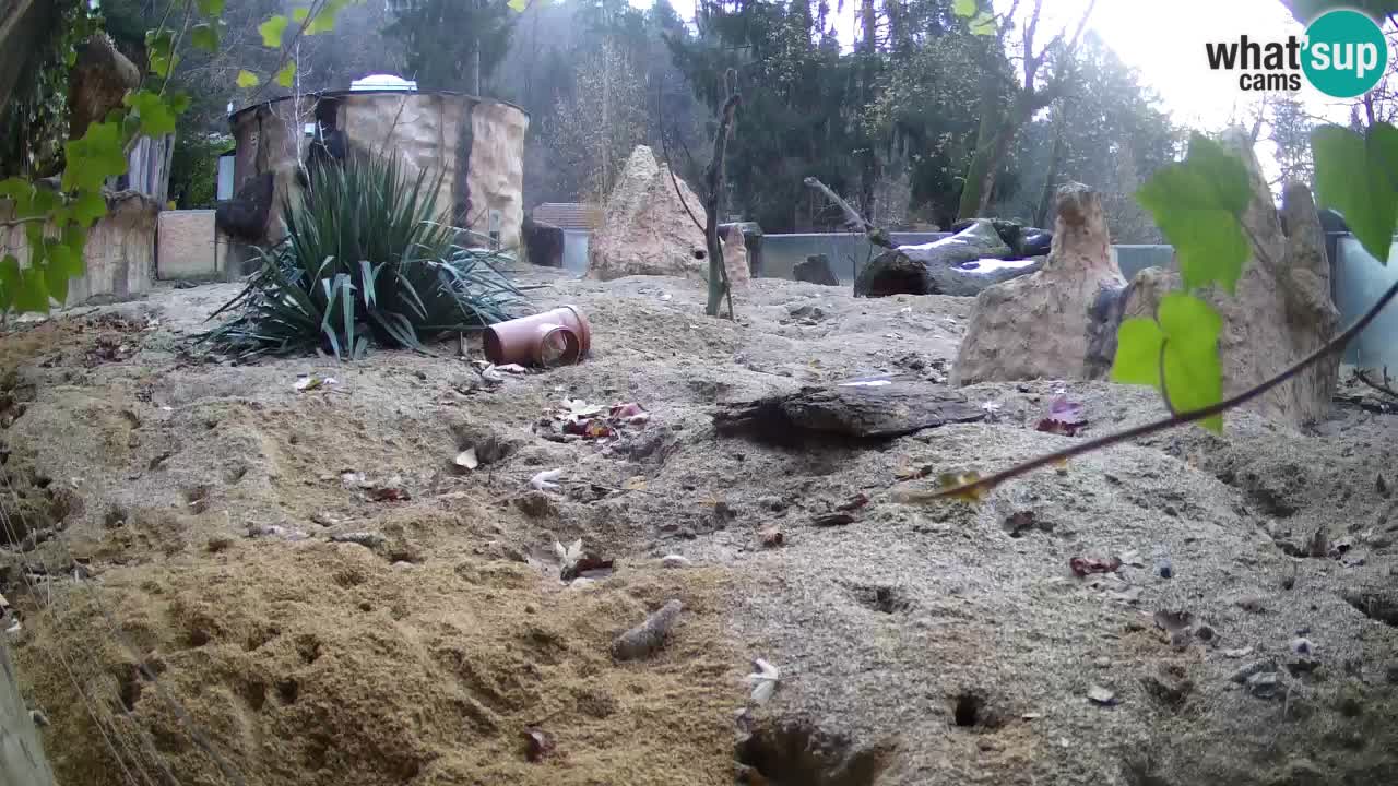 Zoo Ljubljana – Meerkat (Suricata)