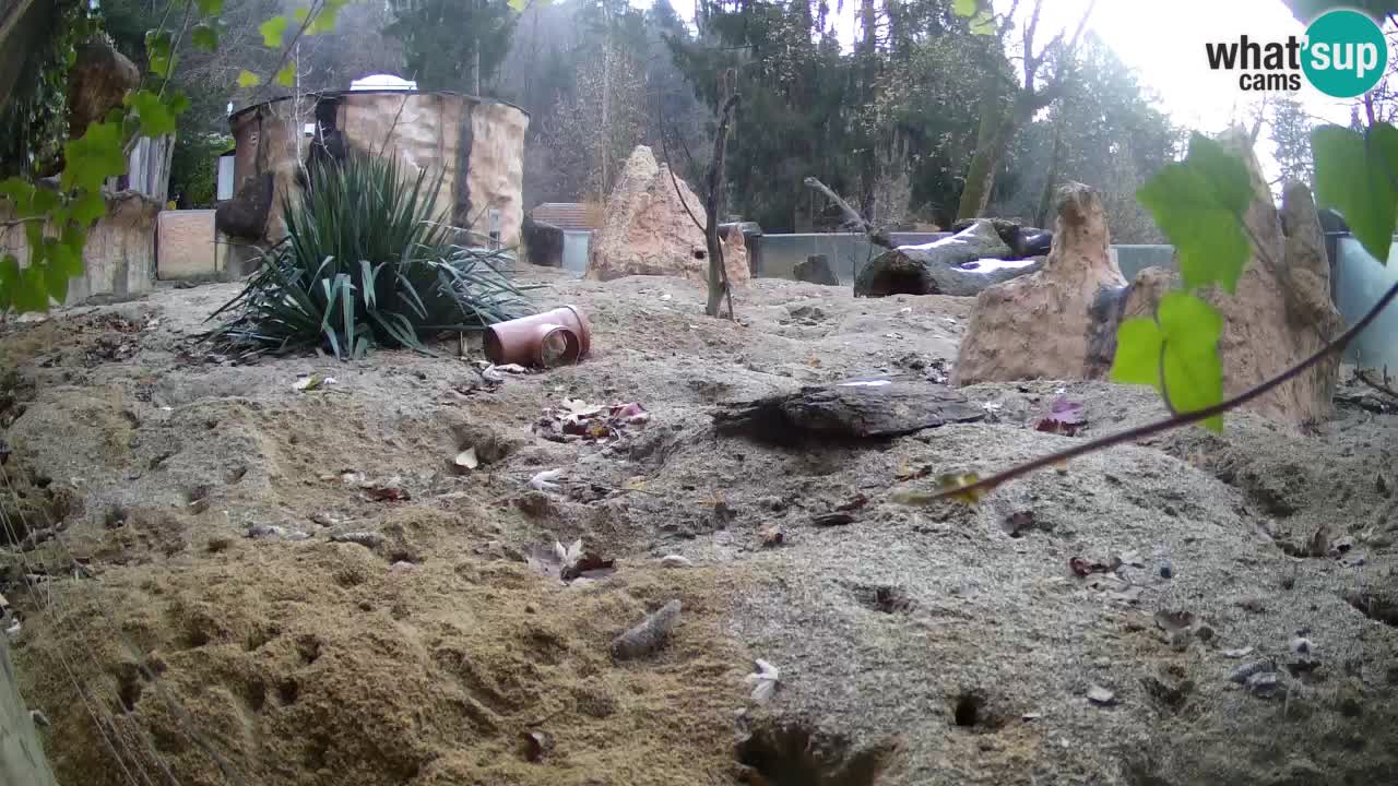 Live cam Zoo Ljubljana – Erdmännchen