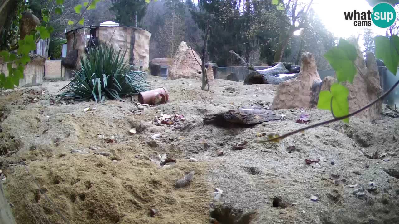 Zoo Ljubljana – Meerkat (Suricata)