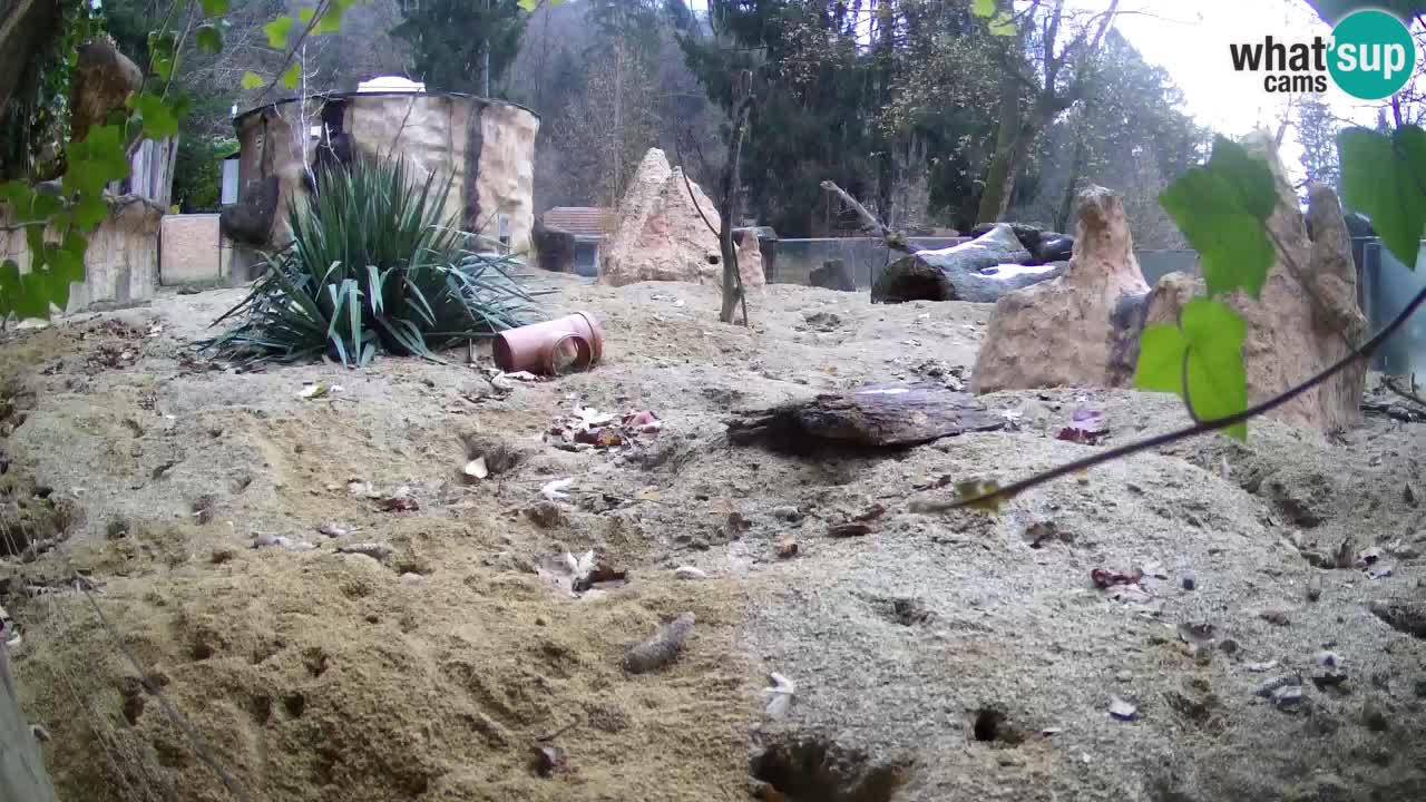 Live cam Zoo Ljubljana – Erdmännchen