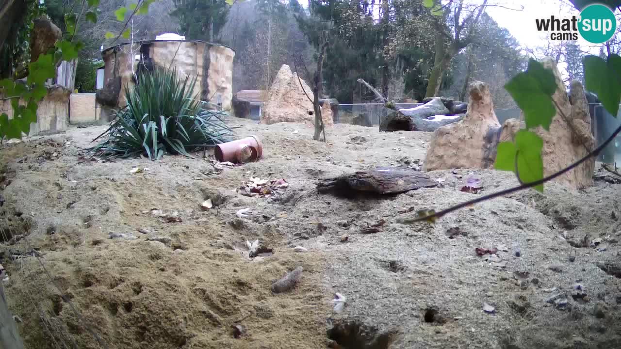 Webcam live Zoo Ljubljana – Suricata