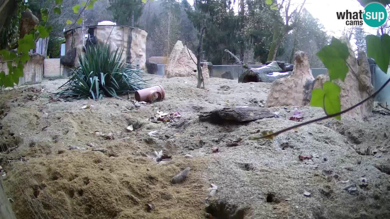 Zoo Ljubljana – Meerkat (Suricata)