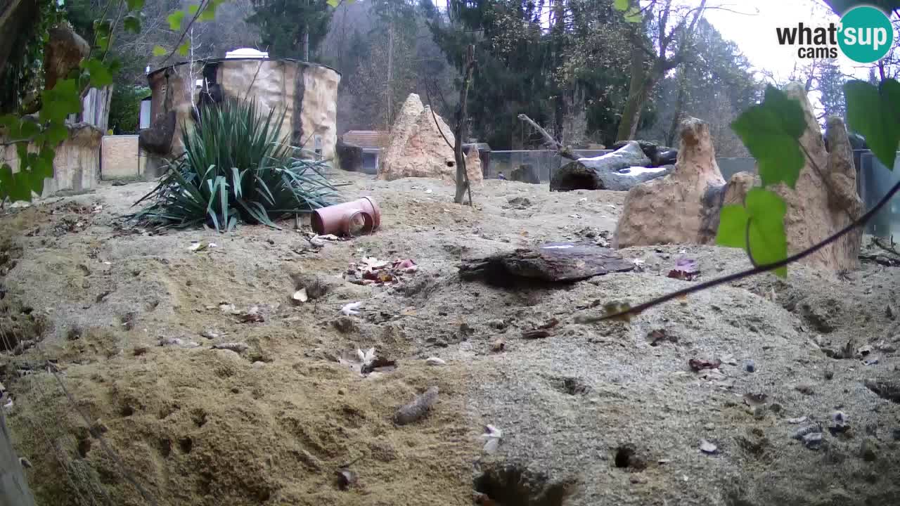 Zoo Ljubljana – Meerkat (Suricata)