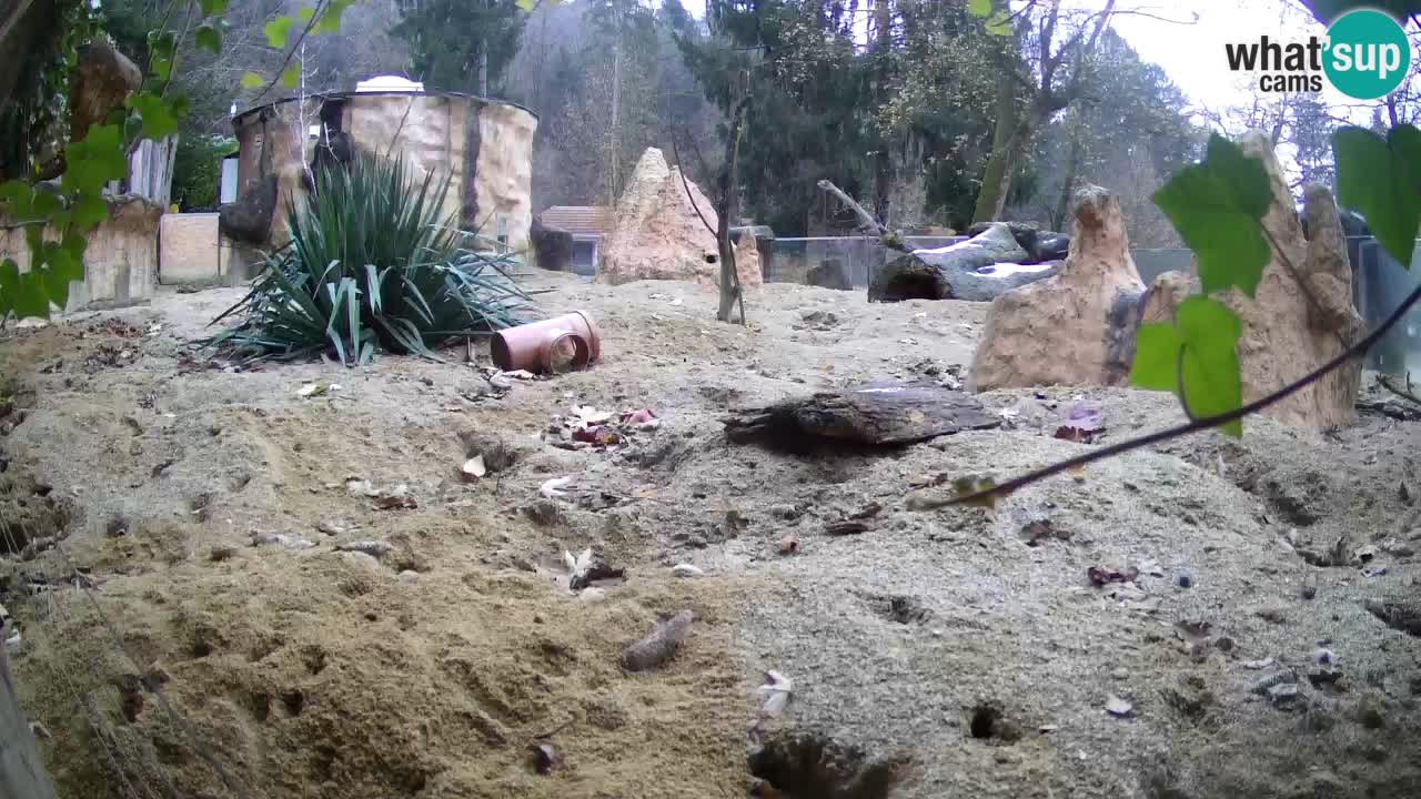 Zoo Ljubljana – Meerkat (Suricata)