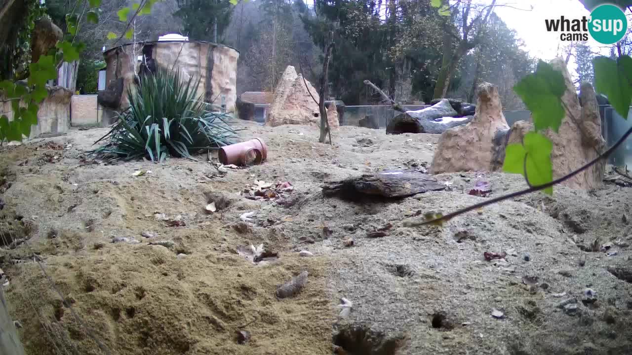 Webcam live Zoo Ljubljana – Suricata