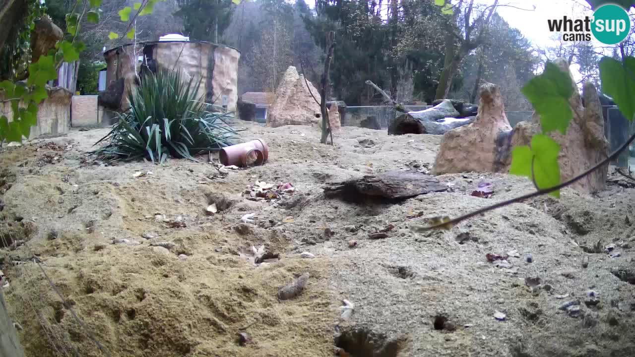 Zoo Ljubljana – Meerkat (Suricata)