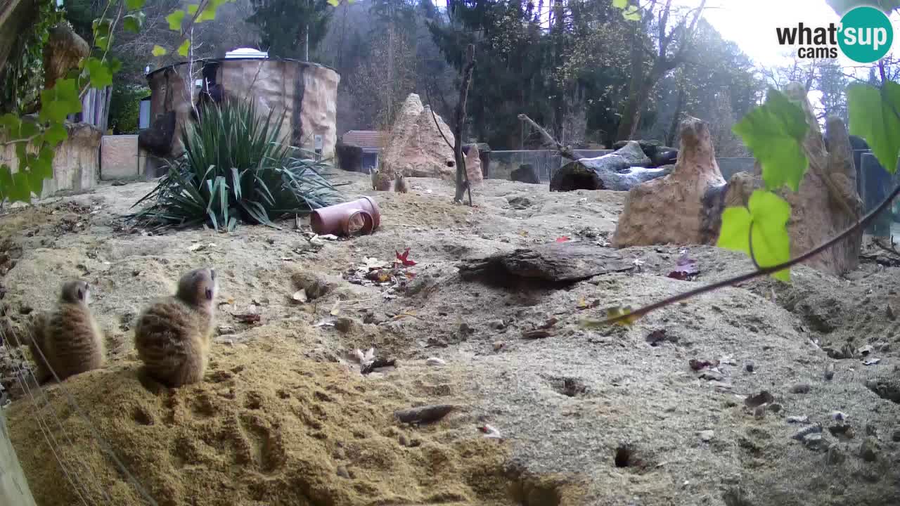 Webcam live Zoo Ljubljana – Suricata