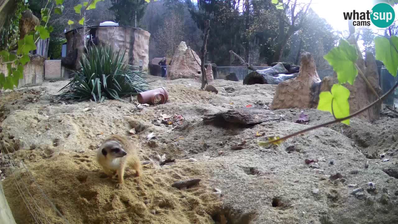 Live cam Zoo Ljubljana – Erdmännchen