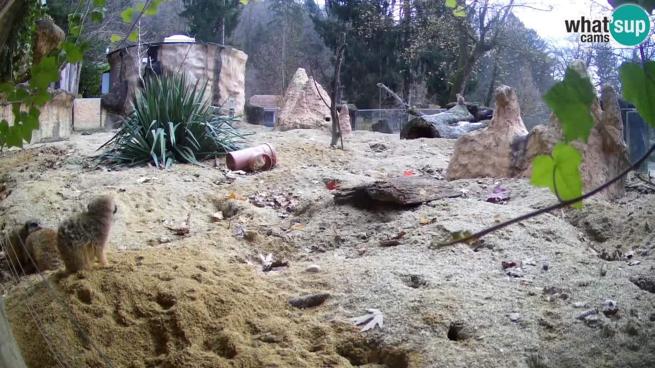 Live cam Zoo Ljubljana – Erdmännchen