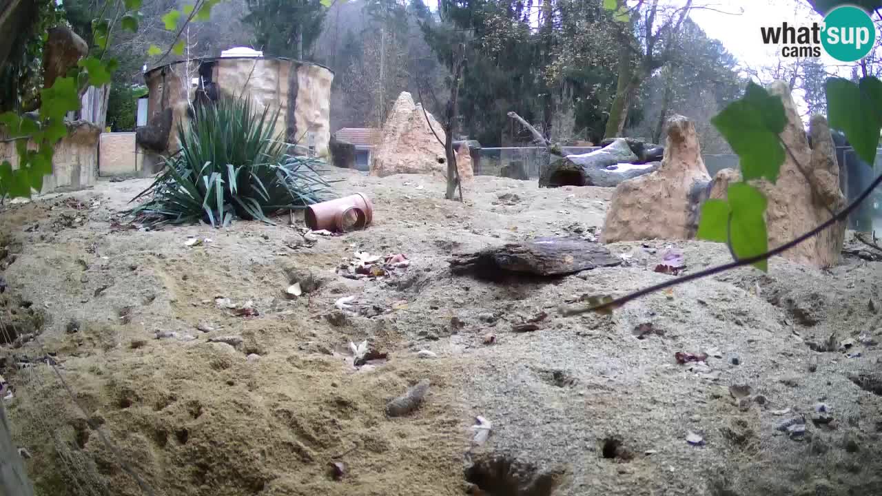 Webcam live Zoo Ljubljana – Suricata