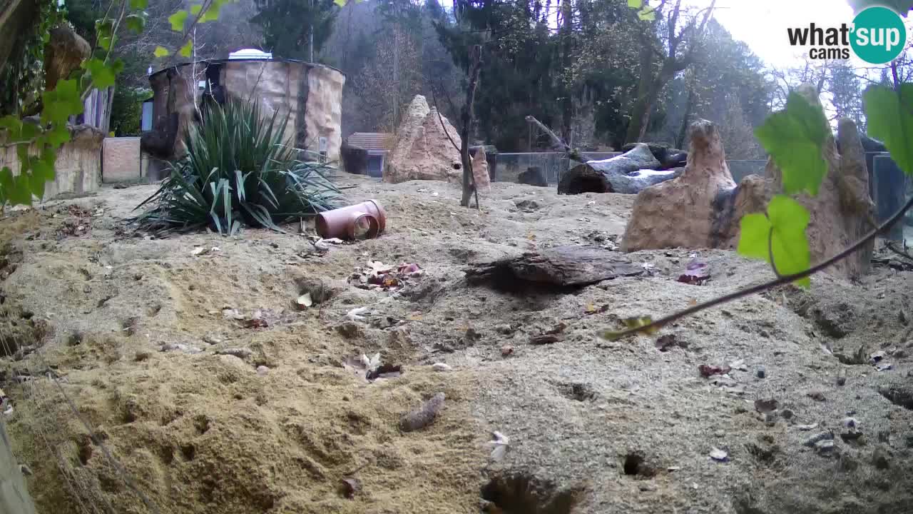 Live cam Zoo Ljubljana – Erdmännchen