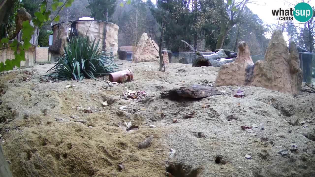 Webcam live Zoo Ljubljana – Suricata