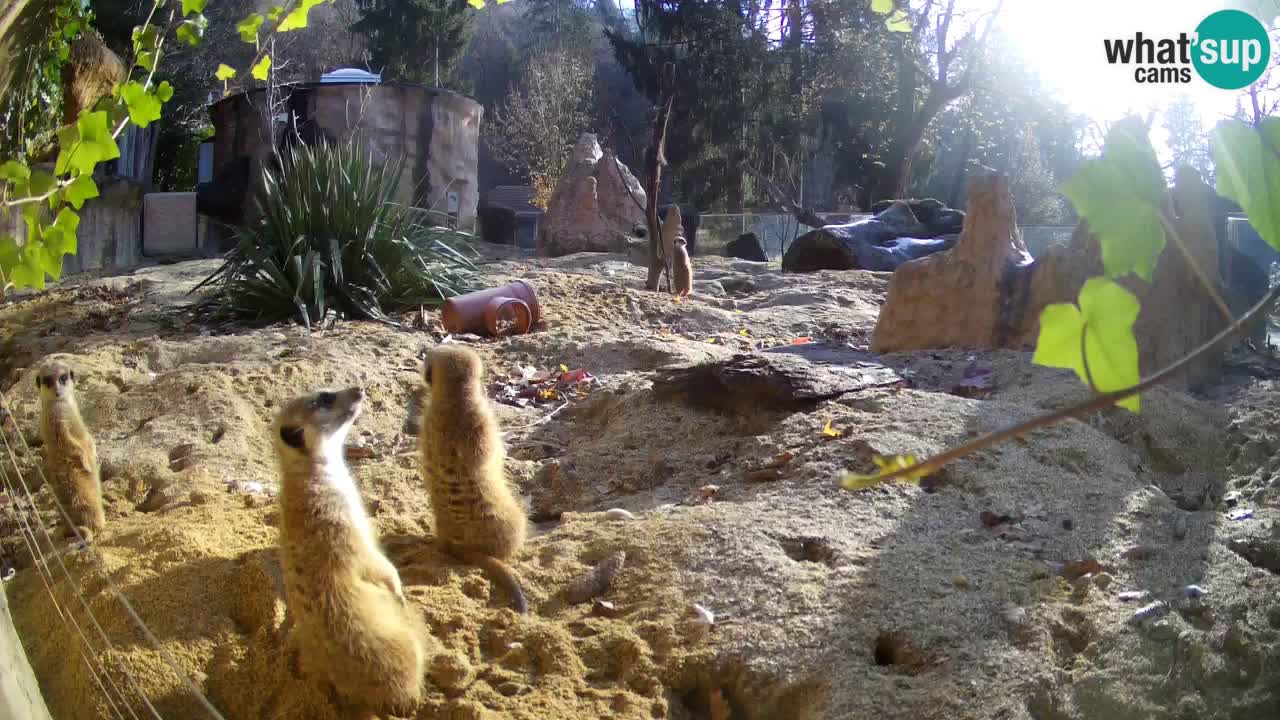 Zoo Ljubljana – Meerkat (Suricata)