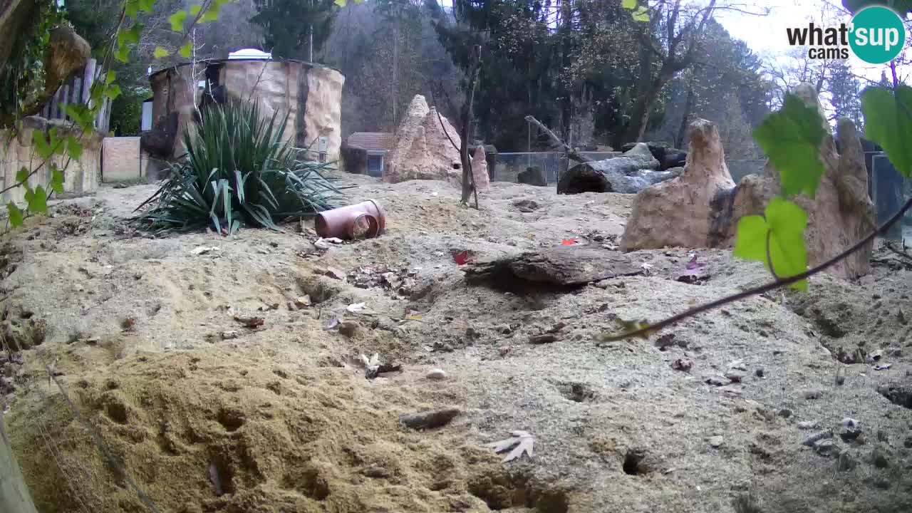 Live cam Zoo Ljubljana – Erdmännchen