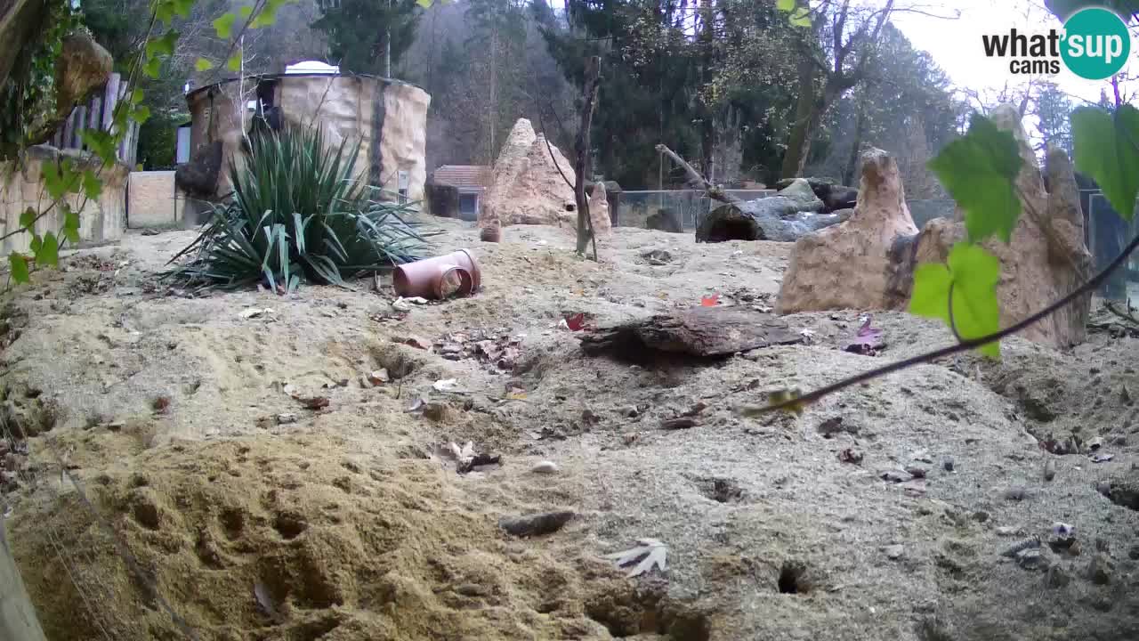 Zoo Ljubljana – Meerkat (Suricata)