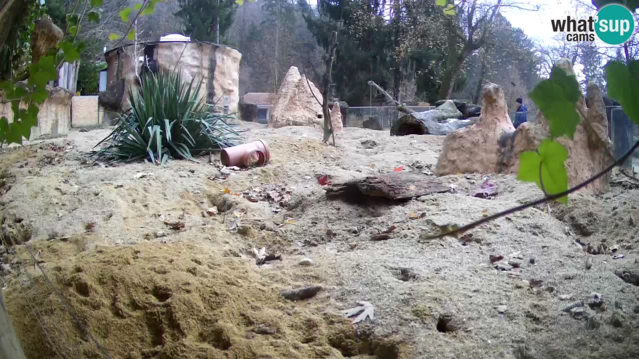 Webcam live Zoo Ljubljana – Suricata