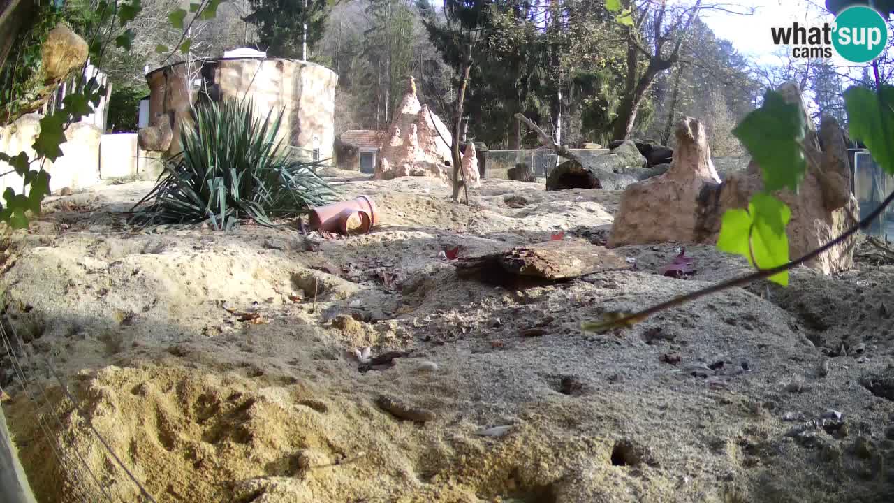 Zoo Ljubljana – Meerkat (Suricata)