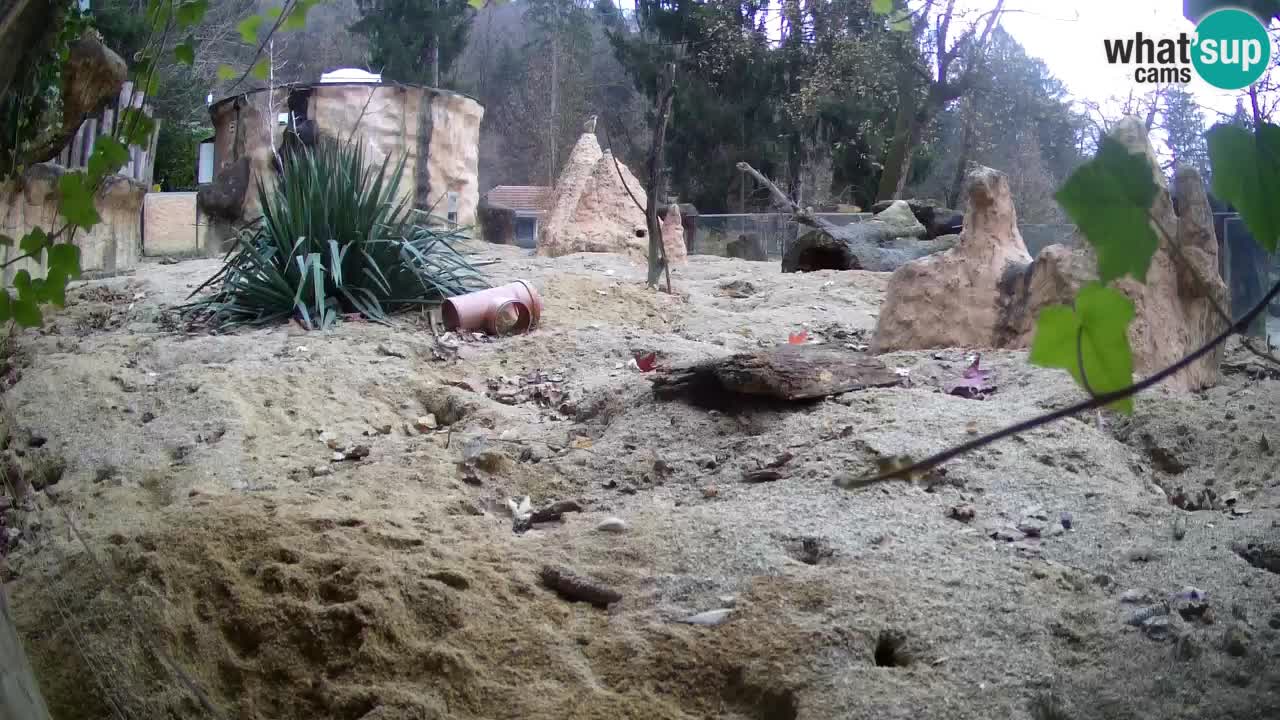 Webcam live Zoo Ljubljana – Suricata