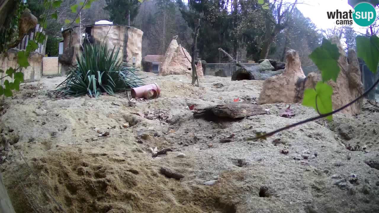 Webcam live Zoo Ljubljana – Suricata