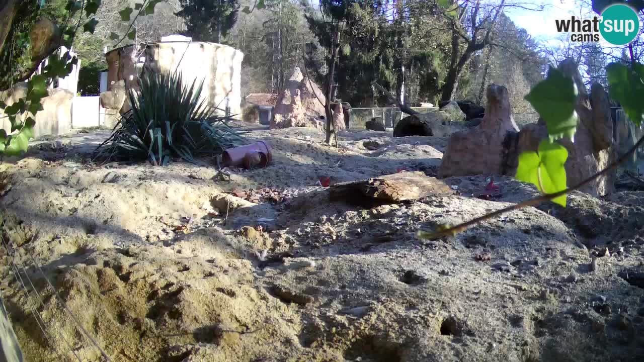 Zoo Ljubljana – Meerkat (Suricata)