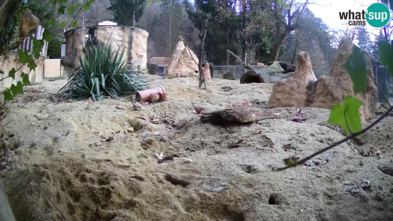 Zoo Ljubljana – Meerkat (Suricata)