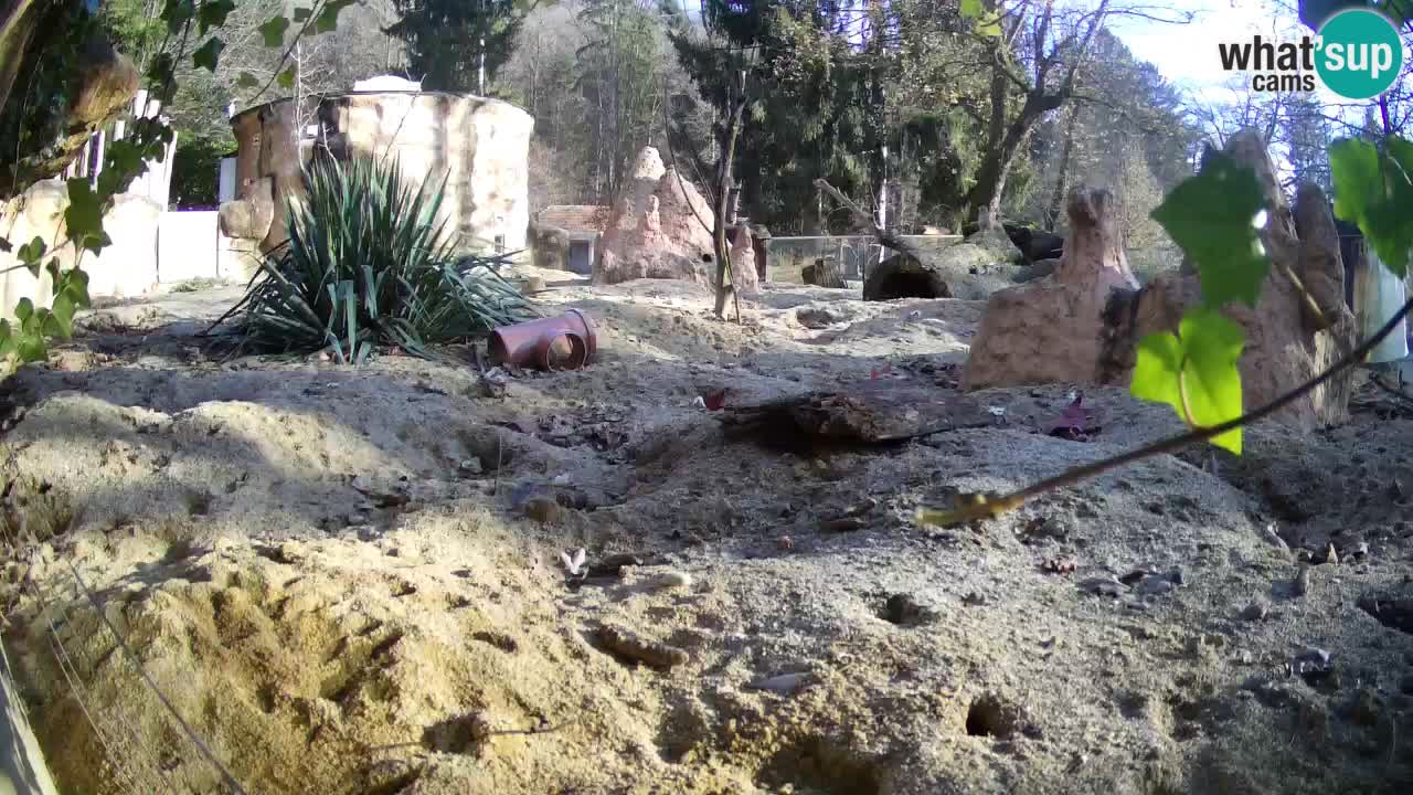 Zoo Ljubljana – Meerkat (Suricata)