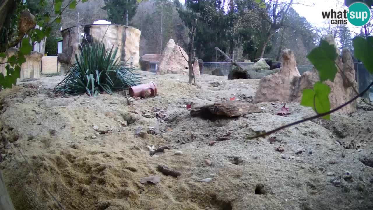 Live cam Zoo Ljubljana – Erdmännchen