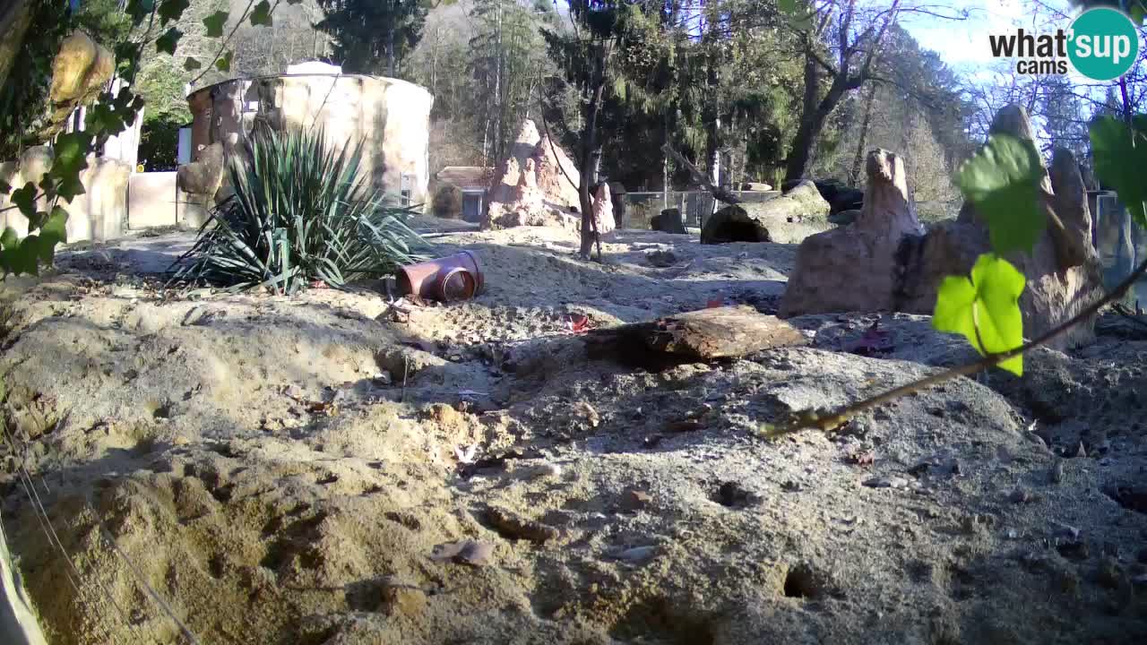 Webcam live Zoo Ljubljana – Suricata