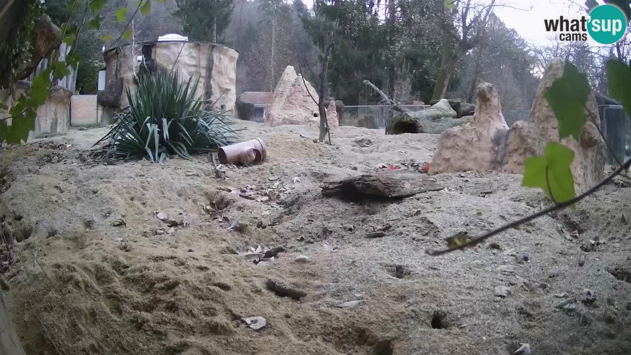 Live cam Zoo Ljubljana – Erdmännchen