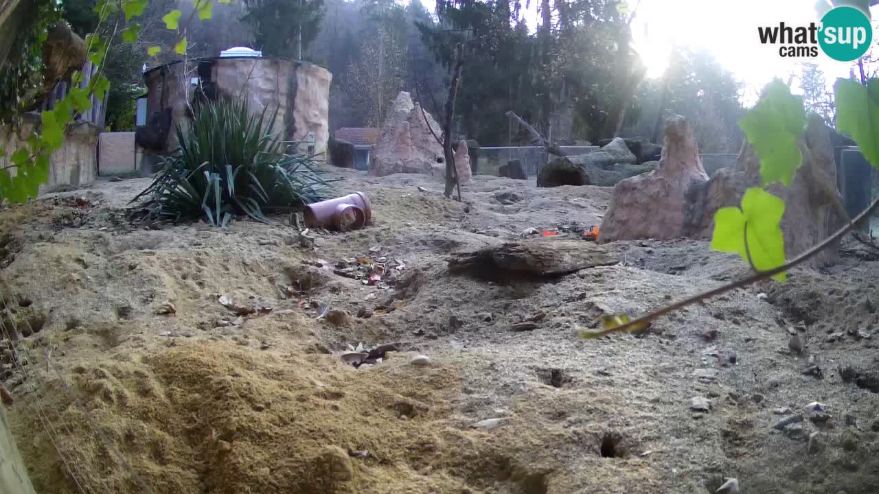 Live cam Zoo Ljubljana – Erdmännchen