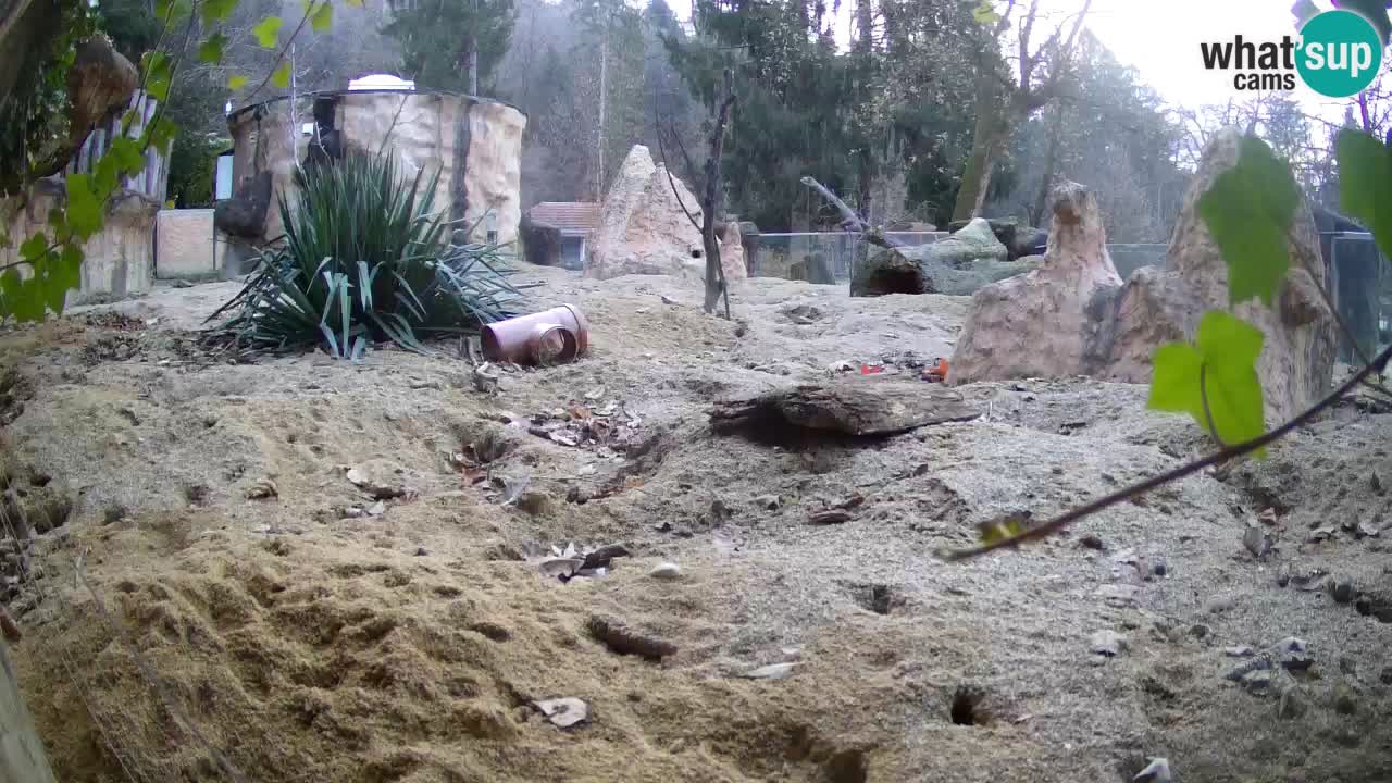 Live cam Zoo Ljubljana – Erdmännchen