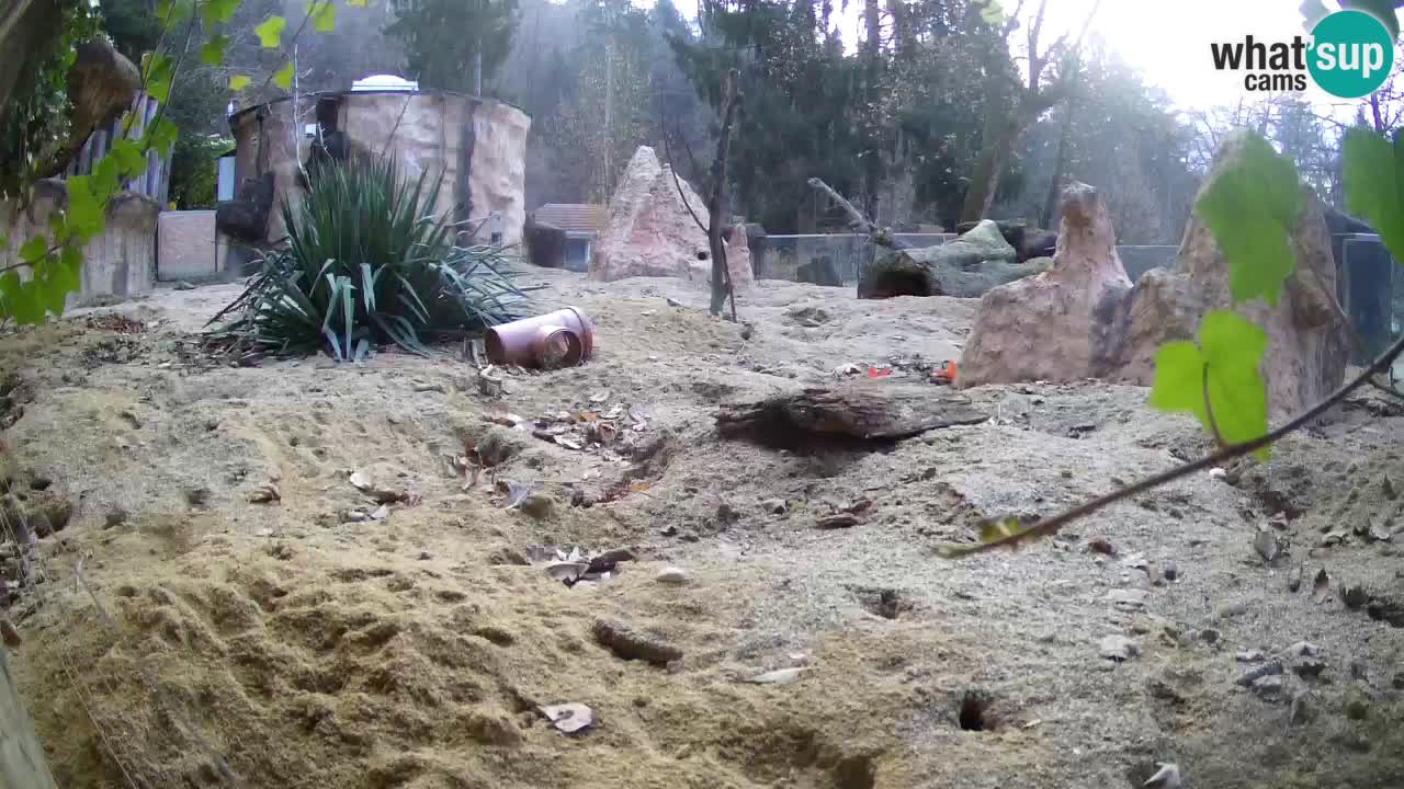 Webcam live Zoo Ljubljana – Suricata