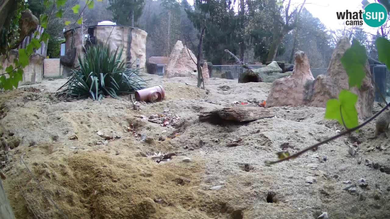 Live cam Zoo Ljubljana – Erdmännchen