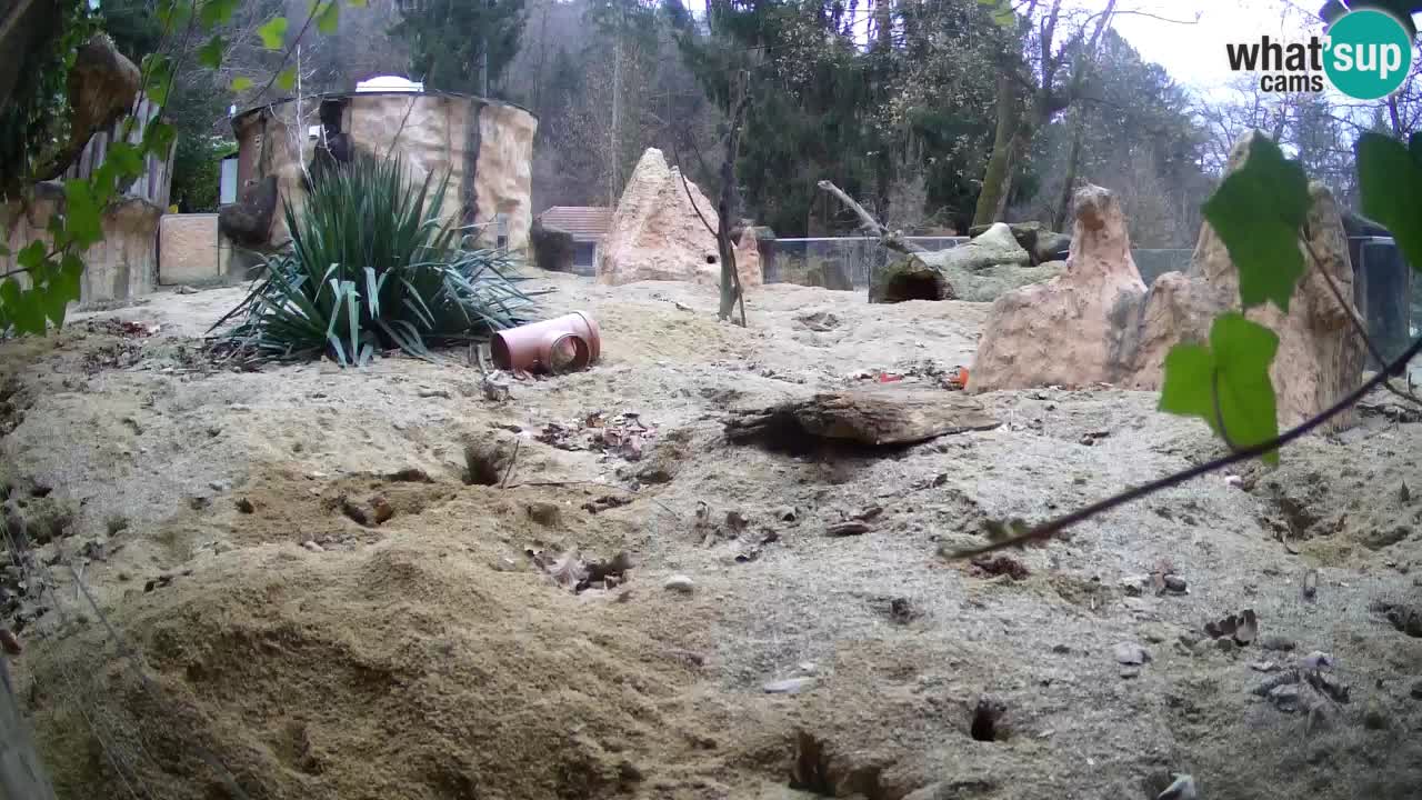 Webcam live Zoo Ljubljana – Suricata