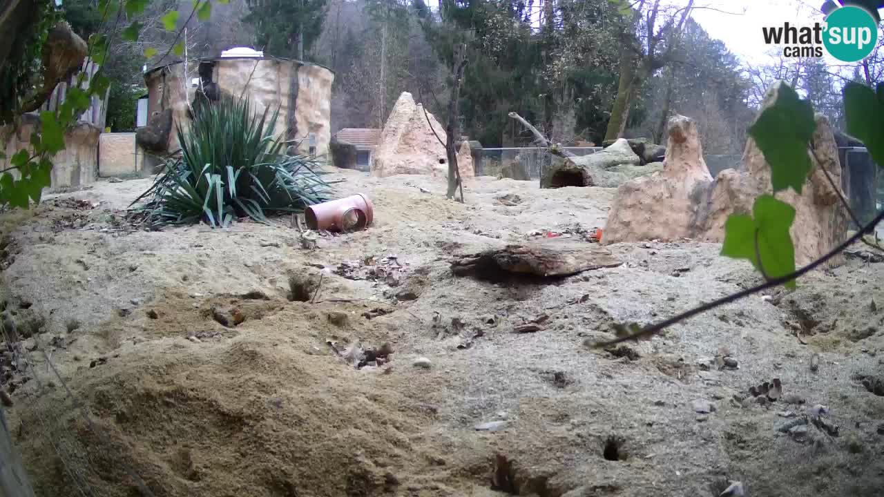 Webcam live Zoo Ljubljana – Suricata