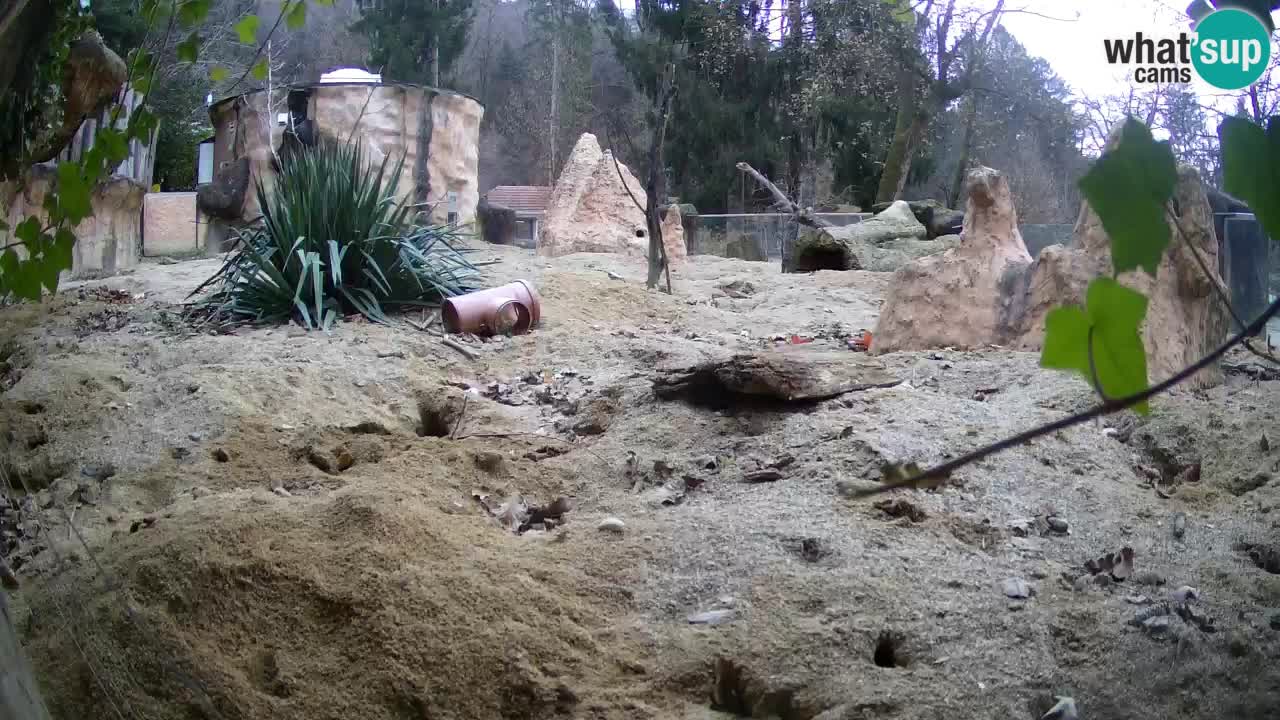 Webcam live Zoo Ljubljana – Suricata