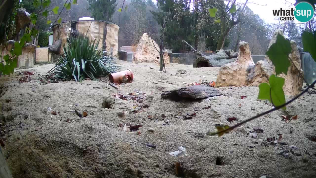 Zoo Ljubljana – Meerkat (Suricata)