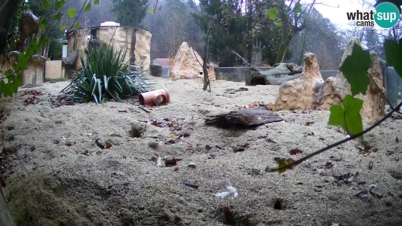 Webcam live Zoo Ljubljana – Suricata