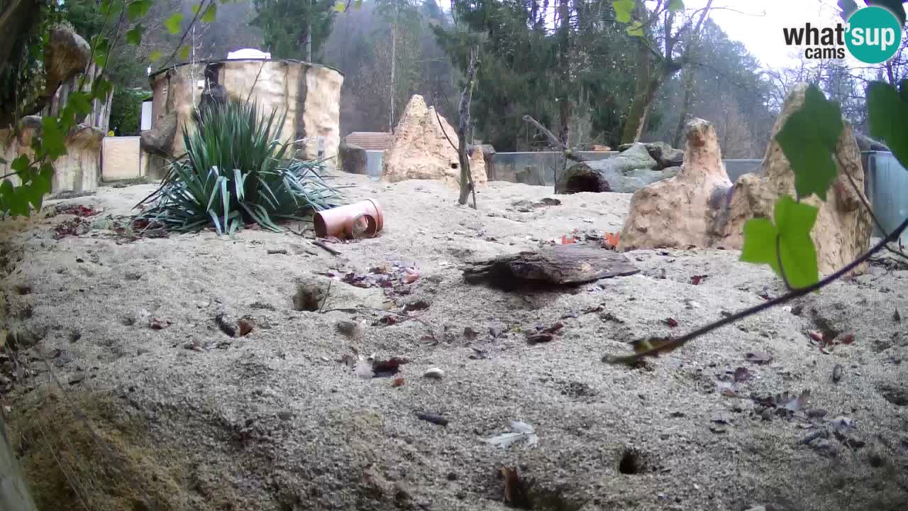 Webcam live Zoo Ljubljana – Suricata